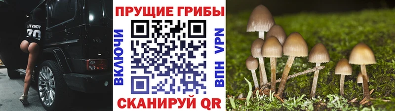 это клад  Ковров  Псилоцибиновые грибы прущие грибы 
